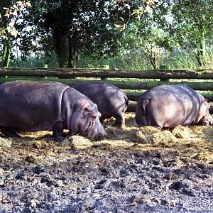 hippos