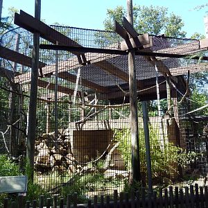 Black-Handed Spider Monkey Exhibit