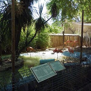 Caribbean Flamingo/Chinese Striped-Neck Turtle Exhibit