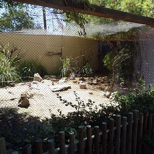 Burrowing Owl/Desert Tortoise Exhibit