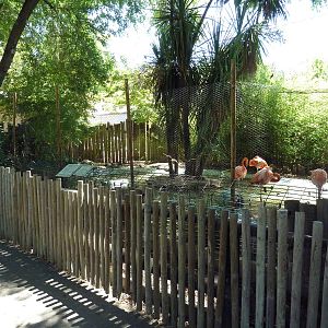 Caribbean Flamingo/Chinese Striped-Neck Turtle Exhibit