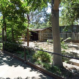 Bennett's Wallaby/Emu Exhibit