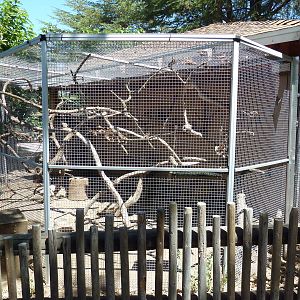 Geoffrey's Marmoset Exhibit
