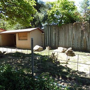 Aldabra Tortoise Exhibit