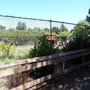 Red-Flanked Duiker Exhibit