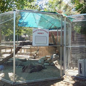 Bat-Eared Fox Exhibit