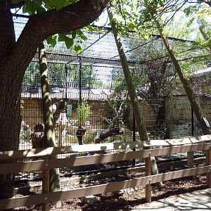 Malayan Tiger Exhibit