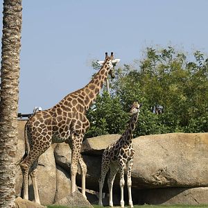 Newborn Baringo (hybrid) giraffe and ¿his? father