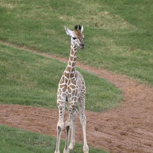 Newborn baringo (hybrid) giraffe calf