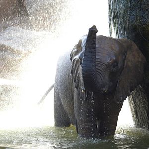 Female elephant bathing and enjoying (III)