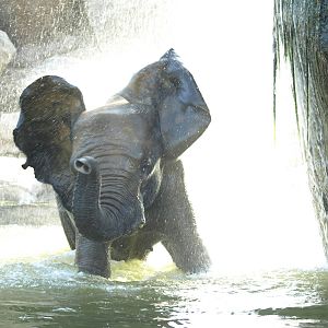Female elephant bathing and enjoying (II)