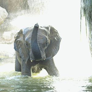 Female elephant bathing and enjoying (I)