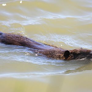 Coypu 01/08/2011, Pont de Gau