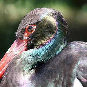 Black Stork, Pont de Gau, 01/08/2011