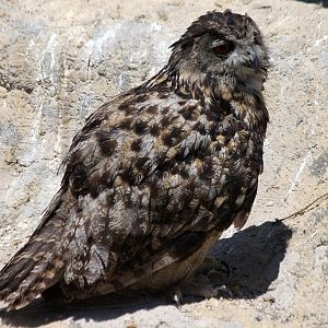 Eurasian Eagle Owl, Pont de Gau, 01/08/2011