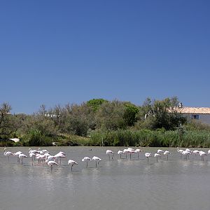 Greater Flamingo flock, Pont de Gau, 01/08/2011