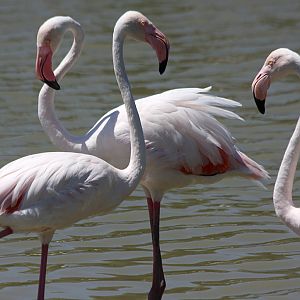 Greater Flamingo, Pont de Gau, 01/08/2011