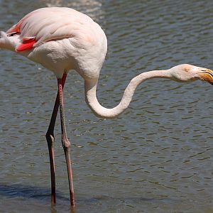 Greater Flamingo, Pont de Gau, 01/08/2011