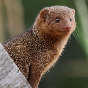 Dwarf Mongoose at Chester, 13/08/2011