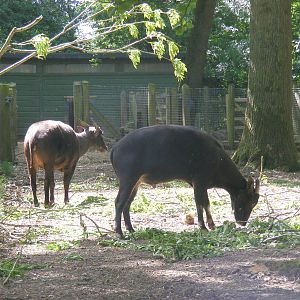 Lowland anoas at Marwell Wildlife, 21 May 2011