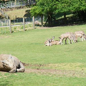Southern white rhino and greater kudus at Marwell Wildlife, 21 May 2011