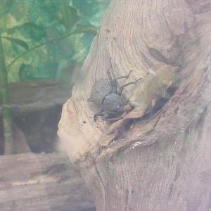 Fregate Island beetle at Marwell Wildlife, 21 May 2011