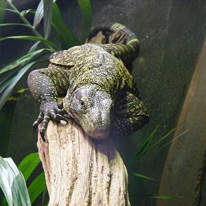 Crocodile monitor at Marwell Wildlife, 21 May 2011