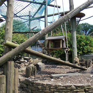 Ring-tailed coati enclosure at Marwell Wildlife, 21 May 2011