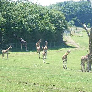 Rothschild and hybrid giraffes at Marwell Wildlife, 26 June 2011