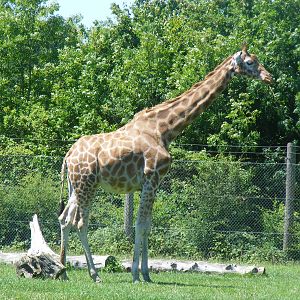 Irsulah the Rothschild giraffe at Marwell Wildlife, 26 June 2011