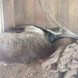 Ernesto the giant anteater at Marwell Wildlife, 8 July 2011