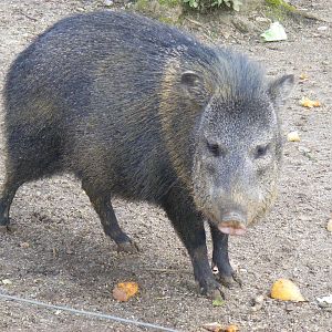 Collared peccary at Marwell Wildlife, 8 July 2011