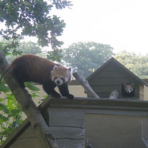 Chilli and Saffron the red pandas at Marwell Wildlife, 8 July 2011