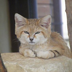 Arabian sand cat at Marwell Wildlife, 8 July 2011