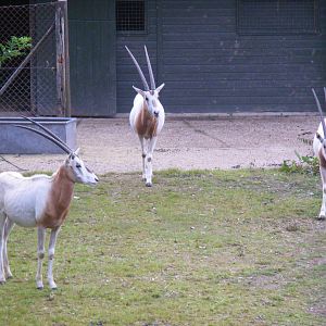 Separated male scimitar-horned oryxes at Marwell Wildlife, 8 July 2011