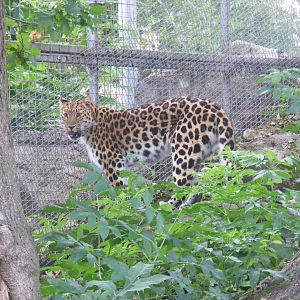 Kaia the Amur leopard at Marwell Wildlife, 8 July 2011