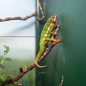 Panther chameleon at Marwell Wildlife, 25 July 2011