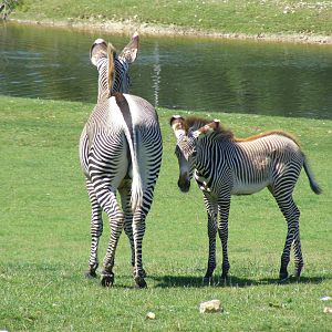 Grevy's zebra with foal at Marwell Wildlife, 25 July 2011