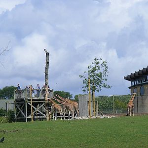 Hybrid giraffes at Marwell Wildlife, 7 August 2011
