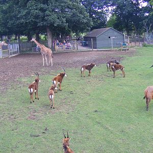 Hybrid giraffes, sable antelopes and Congo buffalo at Marwell Wildlife, 7 A