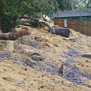 Slender-tailed meerkats in their new enclosure at Marwell Wildlife, 7 Augus