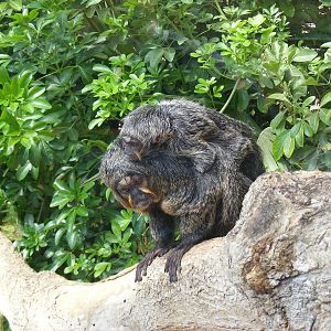 White-faced saki with baby at Marwell Wildlife, 7 August 2011