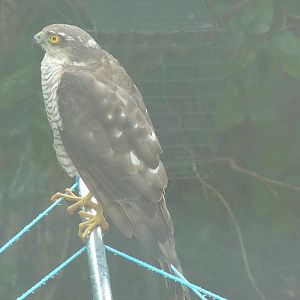 Can anyone identify this?