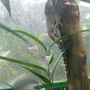 Tokay gecko at Marwell Wildlife, 7 August 2011
