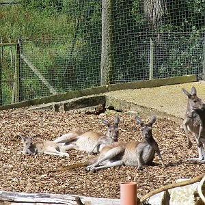 Grey kangaroos with joey at Marwell Wildlife, 7 August 2011