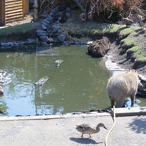 Capybaras at Wickid Pets Animal Adventure, 11 June 2011