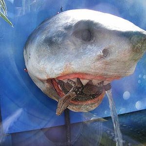 Boa constrictor at Wickid Pets Animal Adventure, 11 June 2011