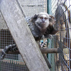 Black-eared marmosets at Wickid Pets Animal Adventure, 11 June 2011
