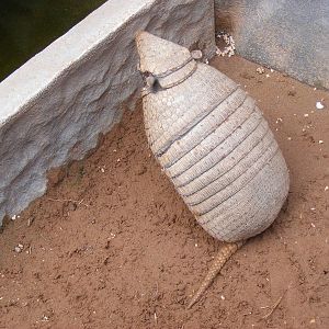 Six-banded armadillo at Wickid Pets Animal Adventure, 18 June 2011