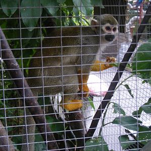 Charlie the squirrel monkey at Wickid Pets Animal Adventure, 18 June 2011